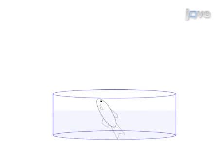 Dissection of the Adult Zebrafish Kidney