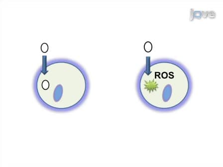 Screening Assay for Oxidative Stress in a Feline Astrocyte Cell Line, G355-5
