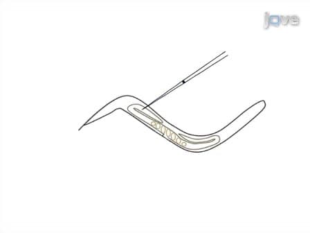 Time-lapse Microscopy of Early Embryogenesis in Caenorhabditis elegans