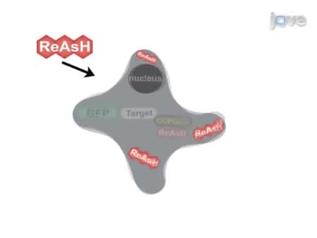 ReAsH/FlAsH Labeling and Image Analysis of Tetracysteine Sensor Proteins in Cells