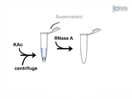 Extraction of High Molecular Weight DNA from Microbial Mats
