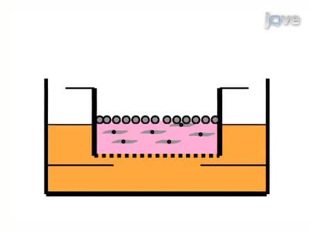 The Three-Dimensional Human Skin Reconstruct Model: a Tool to Study Normal Skin and Melanoma Progression