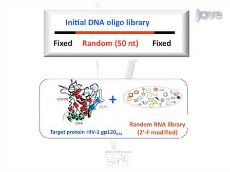 Development of Cell-type specific anti-HIV gp120 aptamers for siRNA delivery