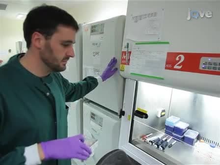 Robust Generation of Hepatocyte-like Cells from Human Embryonic Stem Cell Populations