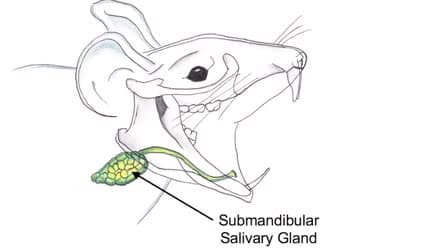 Cannulation of the Mouse Submandibular Salivary Gland via the Wharton's Duct