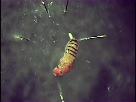 Whole Mount Preparation of the Adult Drosophila Ventral Nerve Cord for Giant Fiber Dye Injection