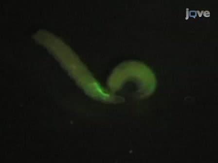 Morphological Analysis of <em>Drosophila</em> Larval Peripheral Sensory Neuron Dendrites and Axons Using Genetic Mosaics