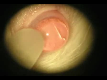 Intravitreous Injection for Establishing Ocular Diseases Model