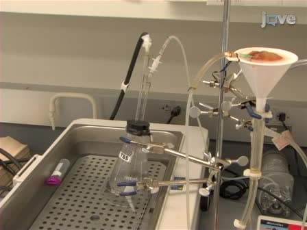 <em>In vivo</em> Liver Endocytosis Followed by Purification of Liver Cells by Liver Perfusion