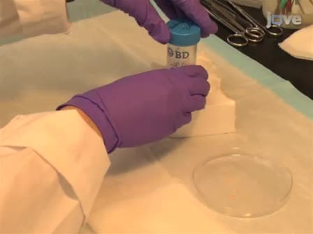 Isolation & Characterization of Hoechstlow CD45negative Mouse Lung Mesenchymal Stem Cells