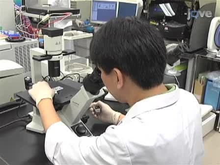 Expansion of Human Peripheral Blood &gamma;&delta; T Cells using Zoledronate