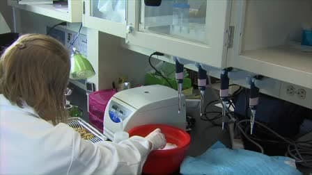 Isolation of Primary Mouse Trophoblast Cells and Trophoblast Invasion Assay