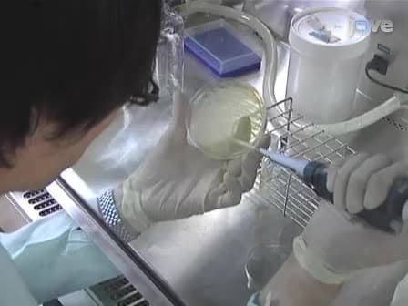 Application of a Mouse Ligated Peyer’s Patch Intestinal Loop Assay to Evaluate Bacterial Uptake by M cells
