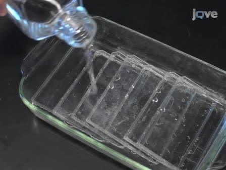 Ice-Cap: A Method for Growing <em>Arabidopsis</em> and Tomato Plants in 96-well Plates for High-Throughput Genotyping