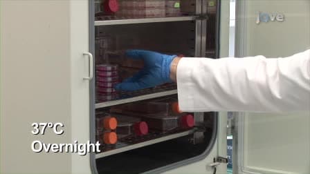 MISSION LentiPlex Pooled shRNA Library Screening in Mammalian Cells