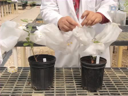 Herbivore-induced Blueberry Volatiles and Intra-plant Signaling