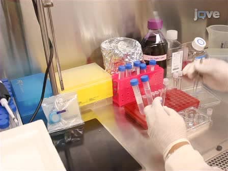 Measurement of γHV68 Infection in Mice