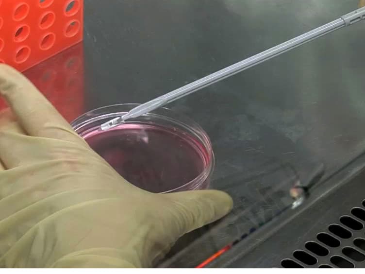 Efficient Recombinant Parvovirus Production with the Help of Adenovirus-derived Systems