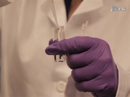 Measuring Peptide Translocation into Large Unilamellar Vesicles