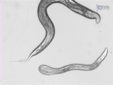 Vampiric Isolation of Extracellular Fluid from Caenorhabditis elegans