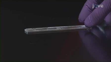 Assessment of GFP Expression and Viability Using the Tali Image-Based Cytometer