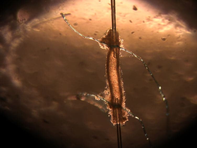 The ex vivo Isolated Skeletal Microvessel Preparation for Investigation of Vascular Reactivity