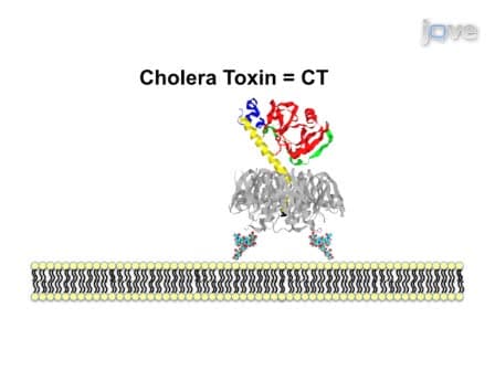 Detection of Toxin Translocation into the Host Cytosol by Surface Plasmon Resonance