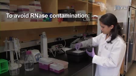 <em>In vitro</em> Transcription and Capping of <em>Gaussia</em> Luciferase mRNA Followed by HeLa Cell Transfection