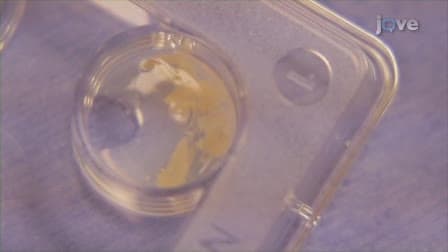 Mouse Sperm Cryopreservation and Recovery using the I&middot;Cryo Kit