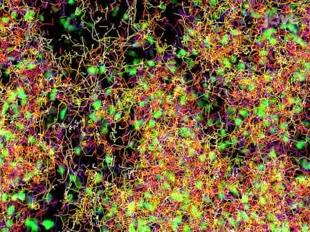 Intravital Imaging of the Mouse Popliteal Lymph Node