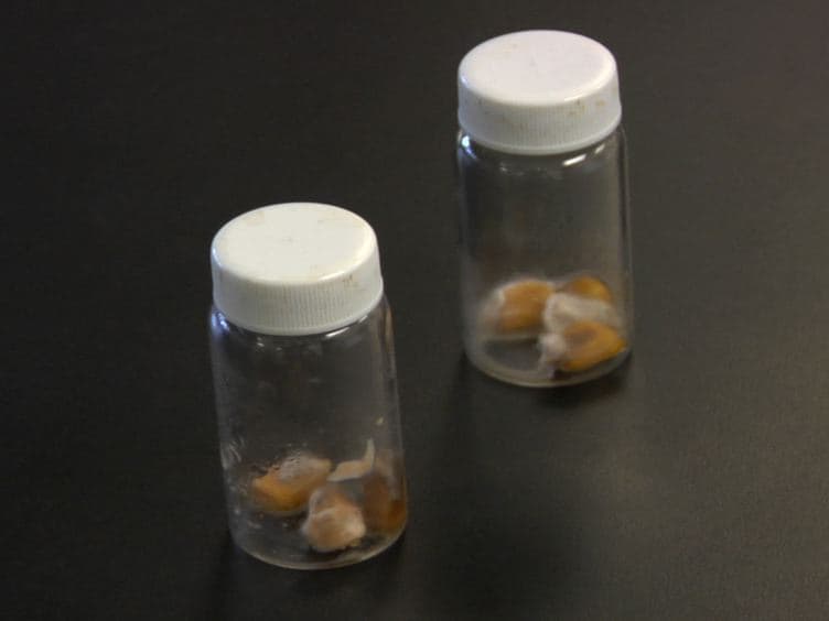 Quantification of Fungal Colonization, Sporogenesis, and Production of Mycotoxins Using Kernel Bioassays