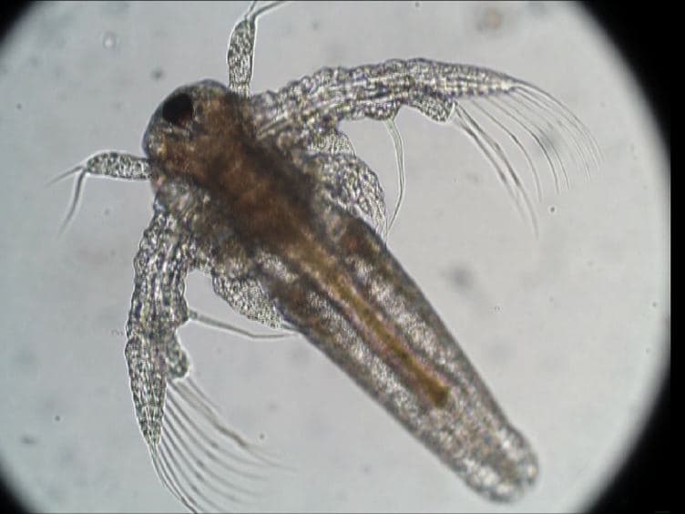 Long-term Lethal Toxicity Test with the Crustacean <em>Artemia franciscana</em>