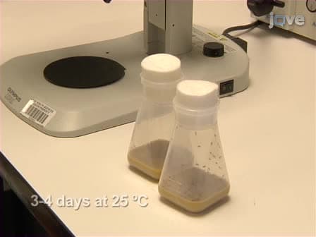 Methods to Assay Drosophila Behavior