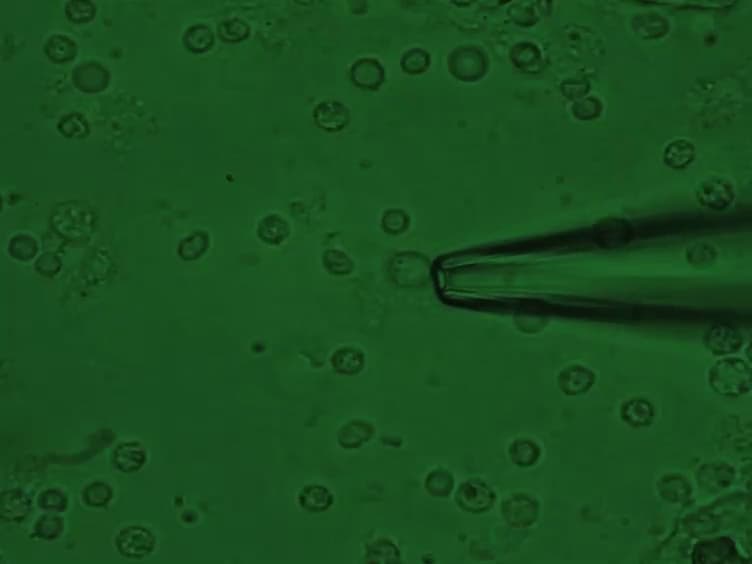Odorant-induced Responses Recorded from Olfactory Receptor Neurons using the Suction Pipette Technique