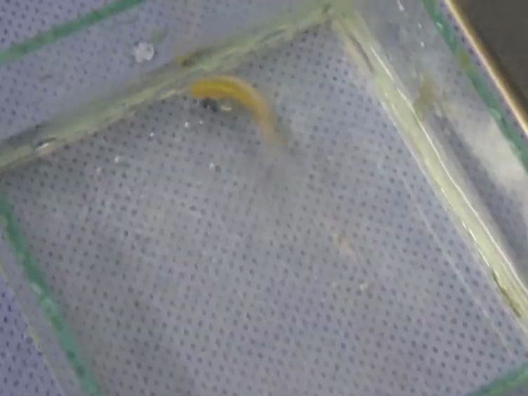 Blood Collection for Biochemical Analysis in Adult Zebrafish