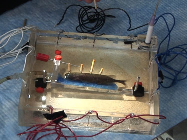 Retrograde Fluorescent Labeling Allows for Targeted Extracellular Single-unit Recording from Identified Neurons In vivo