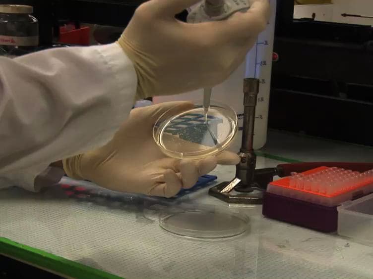 Detection of Bacteria Using Fluorogenic DNAzymes