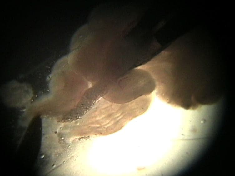 Single Oocyte Bisulfite Mutagenesis