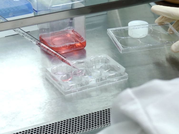 Assessing Replication and Beta Cell Function in Adenovirally-transduced Isolated Rodent Islets