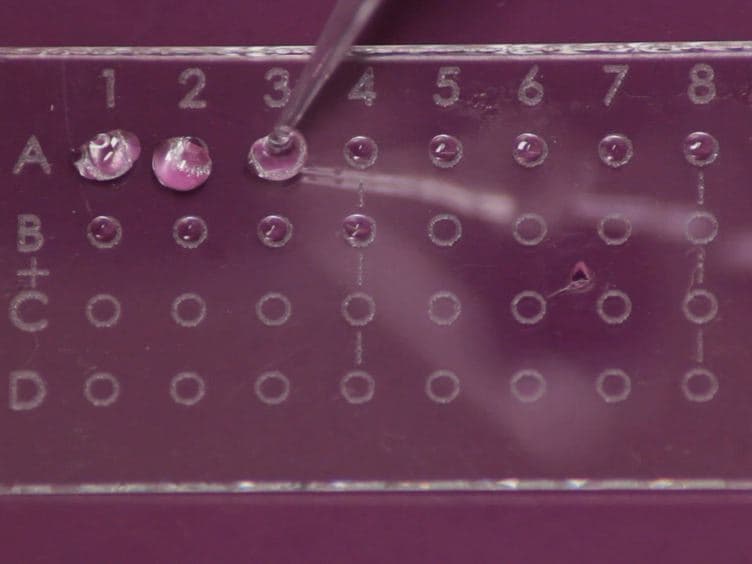 Processing of Primary Brain Tumor Tissue for Stem Cell Assays and Flow Sorting