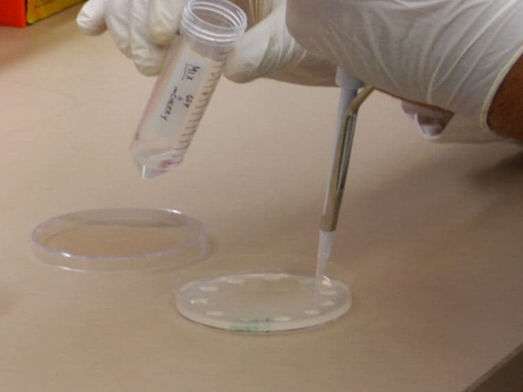 Flow Cytometry-based Purification of S. cerevisiae Zygotes