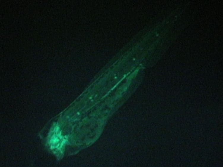 Facilitating Drug Discovery: An Automated High-content Inflammation Assay in Zebrafish