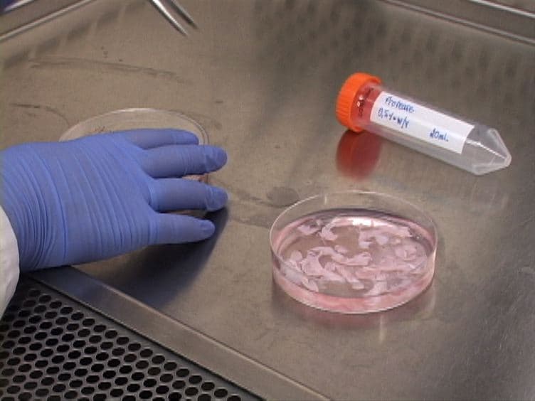 Mechanical Stimulation of Chondrocyte-agarose Hydrogels