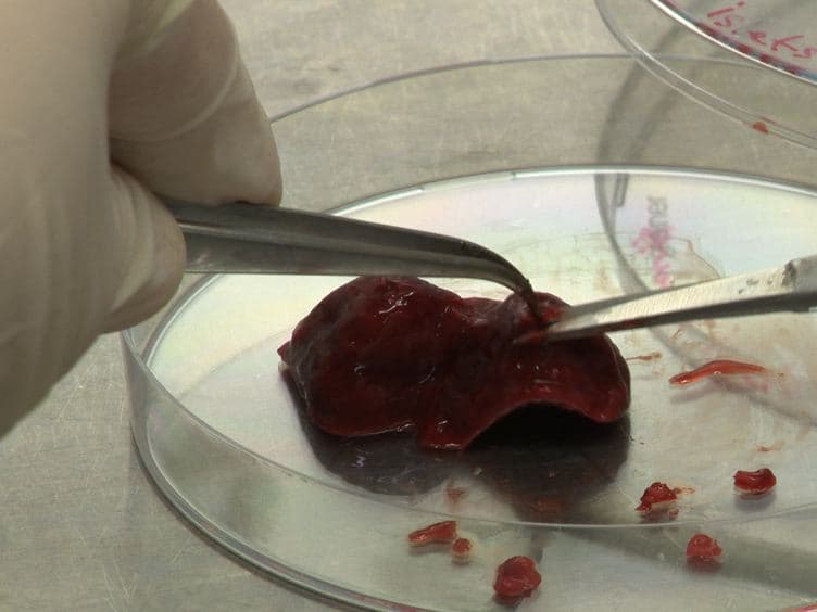 Extraction of Tissue Antigens for Functional Assays