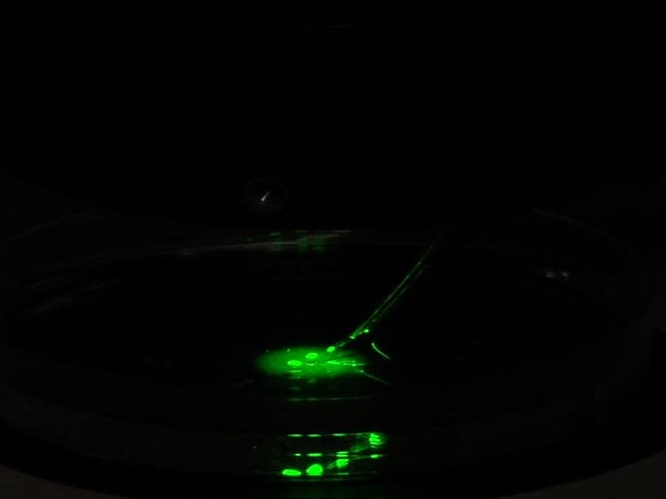 Neural Explant Cultures from Xenopus laevis