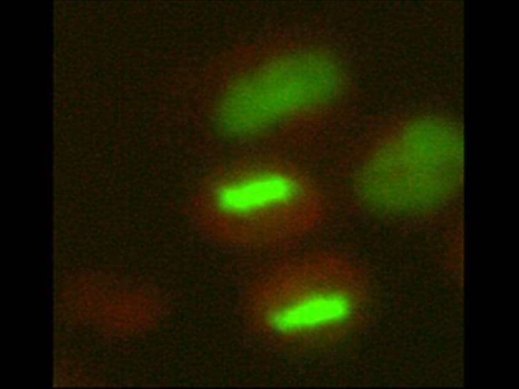 Studying Proteolysis of Cyclin B at the Single Cell Level in Whole Cell Populations