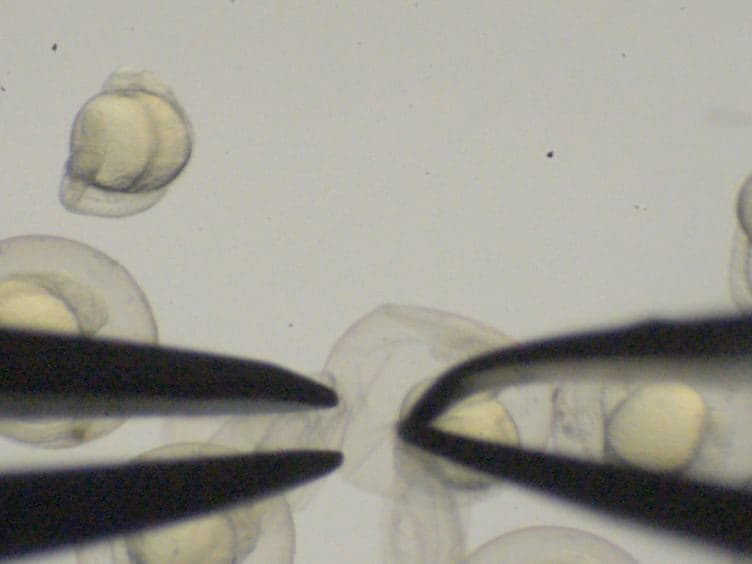 An Assay for Permeability of the Zebrafish Embryonic Neuroepithelium