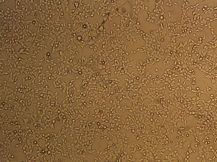 Chemoselective Modification of Viral Surfaces via Bioorthogonal Click Chemistry