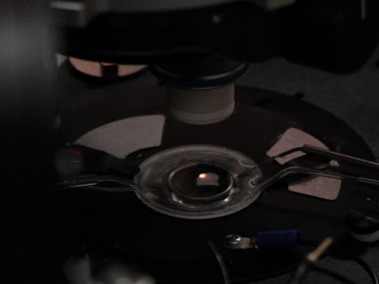 Voltage-sensitive Dye Recording from Axons, Dendrites and Dendritic Spines of Individual Neurons in Brain Slices