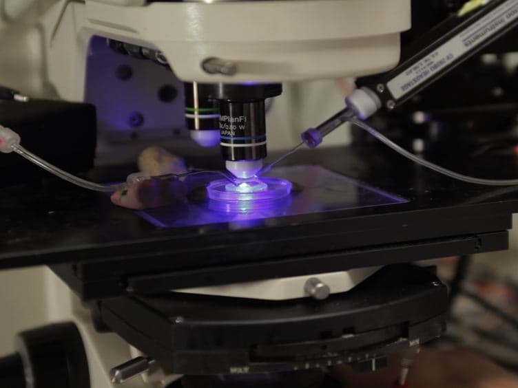 Preparation of Drosophila Central Neurons for in situ Patch Clamping